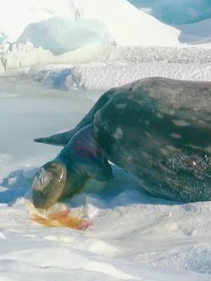 The first time I saw a seal giving birth to a baby, it was amazing  #fyp #trending #viral #hunting #foryoupage #tiktok #wildlife #seal 