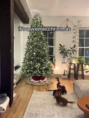 a dream come true #weenie #dachshund #christmas #minidachshund 