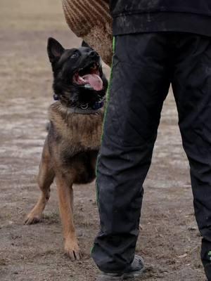 Rondo 🔥 #malinois #belgianmalinois #igp #schutzhund #workingdog 