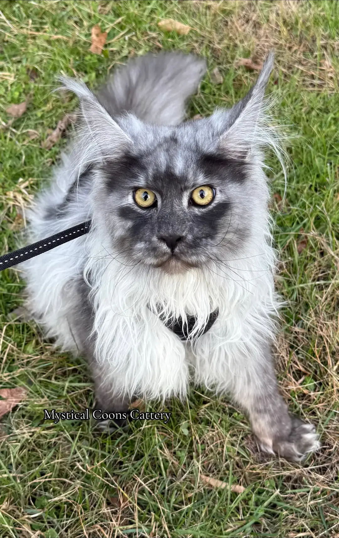 #catsoftiktok #cattok #catphoto #catphotos #mainecoonkitten #mainecooncats #photodump #petphoto 