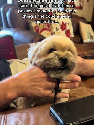 She is a MENACE. Everyday of the week. Fits in perfectly with the family. #menace #baddog #baddogsoftiktok #angrydog #funnydogsoftiktok #sillydog #sillydogsoftiktok #playful #funnyanimal #funnydogvideo 