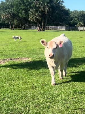 Willow really is the best #fyp #influencer #showcattle #keepinitcountry #showlife #viralvideo #cattle #willow #heifer #thebest #westernfashion #slay 