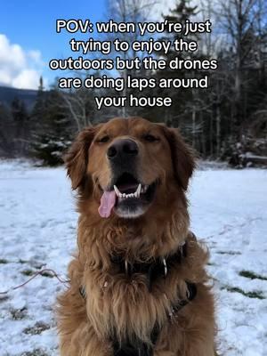 send help #pettok #goldenretriever #trending #content #ticktok #puppiesoftiktok #drones #drone #furreal #goldenretrieverlife #doglife #boydog 