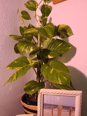 She's growing 😍🥰 Moana  #hawaiianpothos #plantsoftiktok #plantlover #plantsarelife  #aesthetic #keepwatching #fypシ #fypシ゚viral 