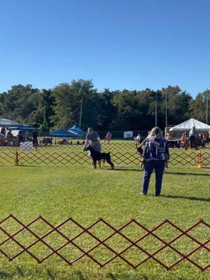 2024 - dog sport edition! This year was our start to so many sports and it has been really fun! Remy earned his CGC, RATI, CA, BCAT, SIN, SCN, SBN, SEN (which finished his SWN).  #doberman #dobermanpinscher #2024 #dogsports #conformation #barnhunt #scentwork #fastcat #coursingabilitytest #dogshow #2024recap #dogsoftiktok #dobermansoftiktok #showdogsoftiktok 