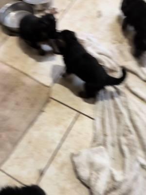 Enjoy this video of the puppies playing #awonderdog #dogsoftiktok #vomrichtergermanshepherd #puppytiktok #germanshepherd #germanshepherdsoftiktok #gsdpuppy #germanshepherds #puppy #puppylife 