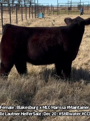 Tag 6 Female  Michelle Lautner Fenale & Steer Live Auction  #Papered Maintainer  : 50% Maine Reg #558349 Pedigree: Blakesburg x MLC Larissa  🇺🇸 MLC Sale Listing Link On SC :  https://www.sconlinesales.com/Bids/AuctionsListing/40298 MLC Catalog Link:  https://issuu.com/mittagdesign/docs/2024_mlc_december_female_and_steer_sale/6?ff -Michelle Lautner Sale Greeting  -We Are Really Excited About The Group Matt, Myself & Our Sale Partners Have Put Together  Thank You For The Interest So Far & We Would Like To Invite Everyone To Stillwater To Take A Look Between Now & Sale Day   #StillwaterWeekend #Dec20 #MichelleLautner  -Michelle Lautner Female & Steer Sale  Dec 20  #Stillwater #Oklahoma #CCI  -Sale Location:  Nolan Flesner Sale Facility 4510 E. 68 St.  Stillwater, OK 74074 12:30 PM Start Time Live Auction On CCI  #Contact:  Matt Lautner 515.450.450.2800  Michelle Lautner 515.391.9540