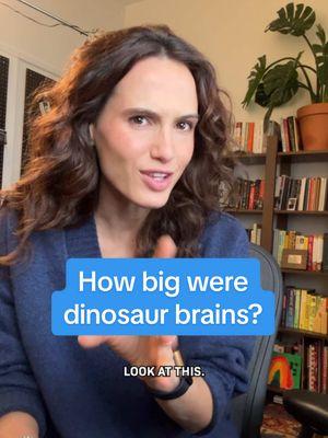 This is the actual size of the brain of a dinosaur the size of an elephant! After discovering a skull of a Pachyrhinosaurus, scientists put it through a scanner, which helped them to reconstruct what brain would have fit inside. Here's what they learned...  If you want to know more about dinosaurs, we made a whole longer episode for you! For more optimistic science and tech stories, follow for our show Huge If True. #dinosaur #science #stem #brain #askcleo