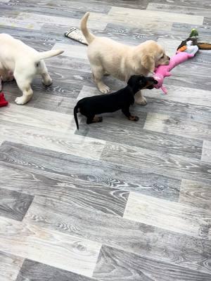 One of these things is not like the other …  #puppyplaytime #labsoftiktok #playtime #labradorretriever #simpsonslabradorretrievers #yellowlabpuppy #puppiesoftiktok #englishlabs #englishlabrador #puppytiktok #puppyplay #cutepuppy #fyp #englishlab 