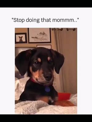 Funny and cute dogs compilation 🤣 🥰 #funnydog #funnypet #cutedog #dogoftiktok #doglover #dog 