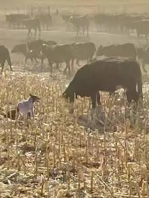 #cowboyshit #western #donthatemecuzuaintme #dobetter #YellowstoneTV #TheRealPussinBoots #ranchy #cowboy #cowboytiktok #MakeItGucci #westernfashion #cowboygear #cowdog #bordercollie 