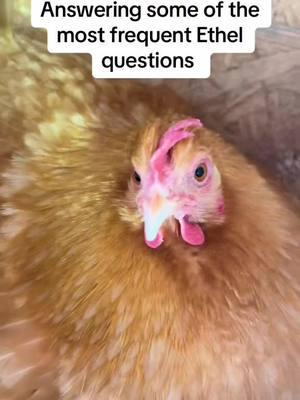 And yes- these are throwback vids! - - - #ethel #etheltok #ethelthechicken #motherhood #motherhoodjourney #chicken #chickens #chickensoftiktok #fyp #cute #sad #interesting #education #educational #learn #farmanimals #farm #share #cuteanimals #broody #broodyhen #hatching #hatchingeggs #hatchday  #incubator #chickentok #share #like #comment #joke #comedy #laugh #probsbitching  