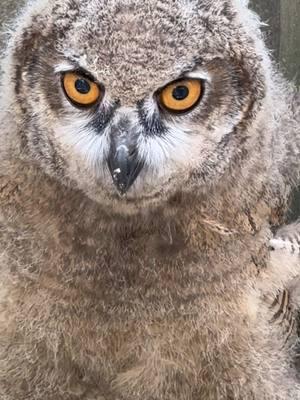 A juvenile owl is such a weird but beautiful animal! It’s so fun trying to figure out what is going through that fluffy head! #fyp #fypage #owl #owls #baby #babyanimals #bird #birds #birdsofinstagram #birdphotography #bestbirds #birdlover #birdlovers #wildlifephotography #zoo #zoos #zoopics #zoophotography #animal #animals #animalphotography #animalpics #zooanimal  #zooanimals #animalphotographers #animalsofinstagram #animallover #animallovers #savewhatyoulove