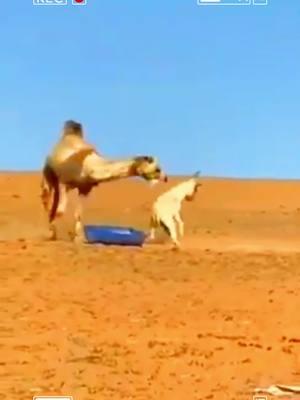 The camel teaches the donkey a lesson #camel #donkey #animal #wildanimals #fyp 