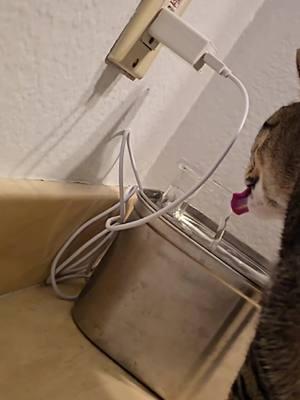 Pet Water Dispenser #petwaterdispenser #fountain #cat #water #filtered 