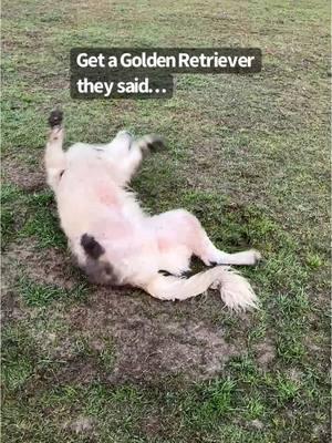 Get a Golden Retriever! #funnyfinlee #eeww #gross #mudlife #muddy #doginmud #rolling #noooo #stop #dogmom #dogmomlife #fypシ #fypage 