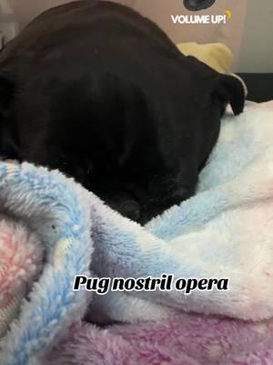 Maggie living her best life. #cutepug #seniorpugsoftiktok #maggiemae #dontstopmenow #genx #blackpug #nostrilopera #snoringdog 