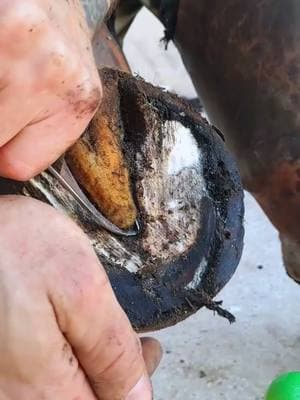 🐴 #horse #asmr #satisfyingvideo #farrier #farriersoftiktok #hoof #hoofpicking #hoofcare 