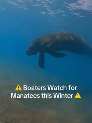 This poor fella had some pretty serious propeller scars 😢 #manatee #manateeseason #manatees #florida 