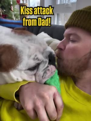 Our favorite game: I bring my toy to Dad. He kisses me. I growl. He throws my toy. Rinse & Repeat Credit: @JerryWasABulldog  . . . . . . . . . #englishbulldoglover #englishbulldogpuppiesoftiktok #englishbulldogsoftiktok❤️👑 #englishbulldogsoftiktok❤️ #bulldogoftiktokbulldog #englishbulldogpuppiesoftikt #englishbulldogs #englishbulldogpuppie #englishoftheday #englishbulldoglife #englishbulldogloves #bulldog 