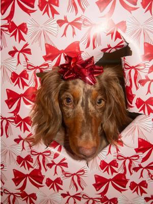 Replying to @🫶🏻pamela✨ you guys said she needed a bow, so we had to retry! I also tried it without the flash, but coudln’t get the settings right 😅 #minidachshund #minidachshundsoftiktok #dachshund #christmasgift #christmasphotoshoot #christmasphotos #dogphotography #dogphotoshoot 