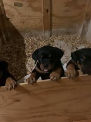 We have two males that are 8 weeks old needing to be rehomed on Dec 20. You can text me for more info 904 616-9858#earlymorning #puppylife #rehoming #pottytrainedpuppy #rottweilerpuppy #rottweilersoftiktok #rottweilerdog #rottweilerlovers♥️ #northcarolina #georgia #southcarolina #routine #consistency #lovememode #lov #lovepuppies #lovedogs #lovedogsforever #mckoyrotties #rottweilerlife #rottweilerlife #rottweilerdog 