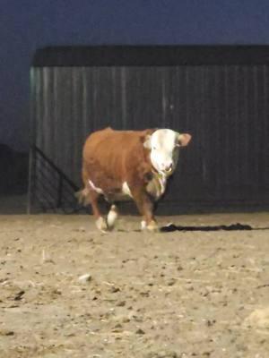 Mr Lover, lover 😍 HCC Tax Exempt ET coming up for his supper. #hatcitycattleco #fyp #trending #605 #southdakota #miniherefords #findusonfacebook #mrloverlover #mrboombastic #miniaturecattle #hereford #showcattle #bull 