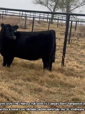 Tag 2 Registered Lim Flex Female  -Lim Flex Reg #LFF3217946 -Pedigree: Style x MLC Marissa  -Raised By Michelle Lautner -Full Sister To Illinois & Iowa Champions In 2024/2025 Show Season  -Dual Purpose Show Heifer & Steer/Heifer Donor Cow  -The Biggest Ribbed Female Of Al The Marissa Daughters  🇺🇸 MLC Sale Listing Link On SC :  https://www.sconlinesales.com/Bids/AuctionsListing/40298 MLC Catalog Link:  https://issuu.com/mittagdesign/docs/2024_mlc_december_female_and_steer_sale/6?ff -Michelle Lautner Sale Greeting  -We Are Really Excited About The Group Matt, Myself & Our Sale Partners Have Put Together  Thank You For The Interest So Far & We Would Like To Invite Everyone To Stillwater To Take A Look Between Now & Sale Day   #StillwaterWeekend #Dec20 #MichelleLautner  -Michelle Lautner Female & Steer Sale  Dec 20  #Stillwater #Oklahoma #CCI  -Sale Location:  Nolan Flesner Sale Facility 4510 E. 68 St.  Stillwater, OK 74074 12:30 PM Start Time Live Auction On CCI  #Contact:  Matt Lautner 515.450.450.2800  Michelle Lautner 515.391.9540