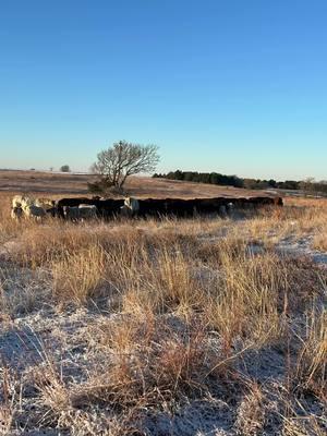 #kansastiktok #kansas #kansascheck #livestock #cows #farmtok #ranchtok #foryou #foryoupage #fyp #flinthills #flinthillsofkansas #mhk 