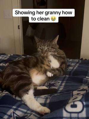 She had to show her granny how she cleans herself. 💁🏾‍♀️ #cats #adorablecats #catsoftiktok #kittycatsoftiktok #fypcats #BlackTikTok #blackpetmom #cattiktok #yahillia #catscleaning @francesbrown1165 