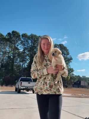 Come get one 🥰 #palmettosilverretrievers #labrador #lab #puppy #puppytiktok #puppylove #akc #lablove #fypage #fyppppppppppppppppppppppp #fypシ゚viral #whitelab #yellowlab #veternsday #trending #freefly 