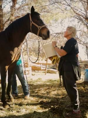 Last year, I had the opportunity to visit the incredible Nancy Nenad at her sanctuary in Cornville, AZ. To this day, I am in awe of her dedication to these animals and the strength she demonstrates every day to care for them. Thank you for welcoming us and for providing such a beautiful opportunity. ♥️ . I invite you guys to visit our YouTube channel and watch Nancy’s full spotlight video.  . . . #sanctuary #xoloitzcuintle #xoloitzcuintli #xolo #xolos #fyp #doggo #animal #pupper #spotlight #xolofam #littleorphananimals #inspiration 