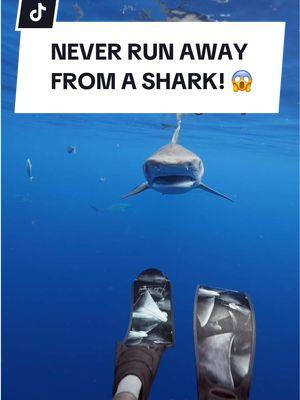 #shark #sharks #sharkattack #sharkbite #sharkdiving #sharkdiver #jaws #ocean #diving #oceanlife #dive NEVER run away from a shark if you see one while diving! *This is done as a demonstration, so please do not attempt and do not dive with sharks without a professional guide* 