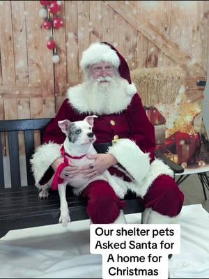 #wcjcanimalahelter #animalsoftiktok #rescue #easttennessee #animalshelter #johnsoncitytn 