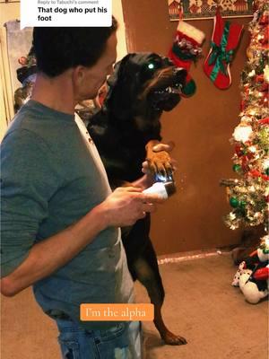 Replying to @Tabuchi here is how a loving dog gives you their paw!!!!  @Ryanprater4 #OhNo #guarddog #rottiepurr #rottierumble #rottweiler #bearfromtiktok #ryanprater4 #growlingdog #christmas #Love #100millionviews 