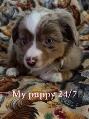 Ginger roo #puppy #puppytiktok #puppydog #toyaussie #babygirl #dogbreeds #puppynames #puppylife #dogsofttiktok #cute #adorable#socute #fluffy #besties #iowa #cupcakemisssy #christmas #2024 #winter 