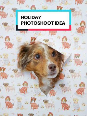 Best holiday photoshoot idea!! 🎁🐶❤️ IB: @mountain.marshall (IG)  #holiday #holidayphoto #doglover #dogchristmas #australianshepherd #goldenretriever