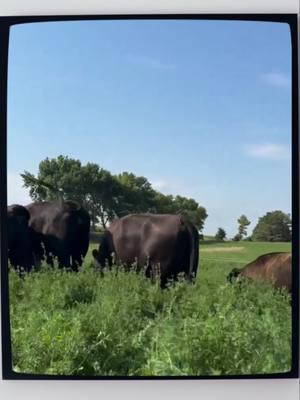 Crop rotation, or diversity in planting, benefits farming and the land, as it's not beneficial to plant only one crop for soil health, and cows provide fertility, despite perhaps the desire for a meatless world. . https://www.pbs.org/video/minnesotas-alt-meat-revolution-chews-wisely-uyllqa/ . Support Pioneer PBS at tinyurl.com/supportpioneerpbs . #puris #plantbasedprotein #altmeat #plantbased #farmers #vegan #vegetarian #peaprotein #meatalternative #environment #pbs #farming #pioneerpbs #environmentalimpact #cattle #cows #croprotation #fertilization #soybeans