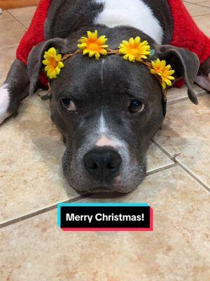 Merry Christmas from my bunch in Tennessee🎄 #bully #amstaff #dog #cat #merrychristmas #tn #baloo #titus #bojangles #pitty #holidays #foryoupage 