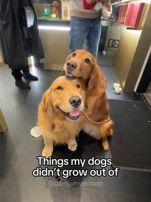 some more of my favorite things, and I hope they never do grow out of it🥺  #dogs#puppies#cutedogs#cutepuppies#goldenretrieverpuppy#goldenretriever#viraldogs