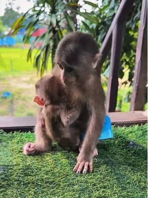 The baby monkey is feeling itchy #monkey #monkeys #poormonkey #babymonkey #animals #monkeysoftiktok #pet #forest #usa #cutemonkey #monkeylover #monkeyvideo #wildanimals #cute #rescue #🐒 #wildlife #viral 