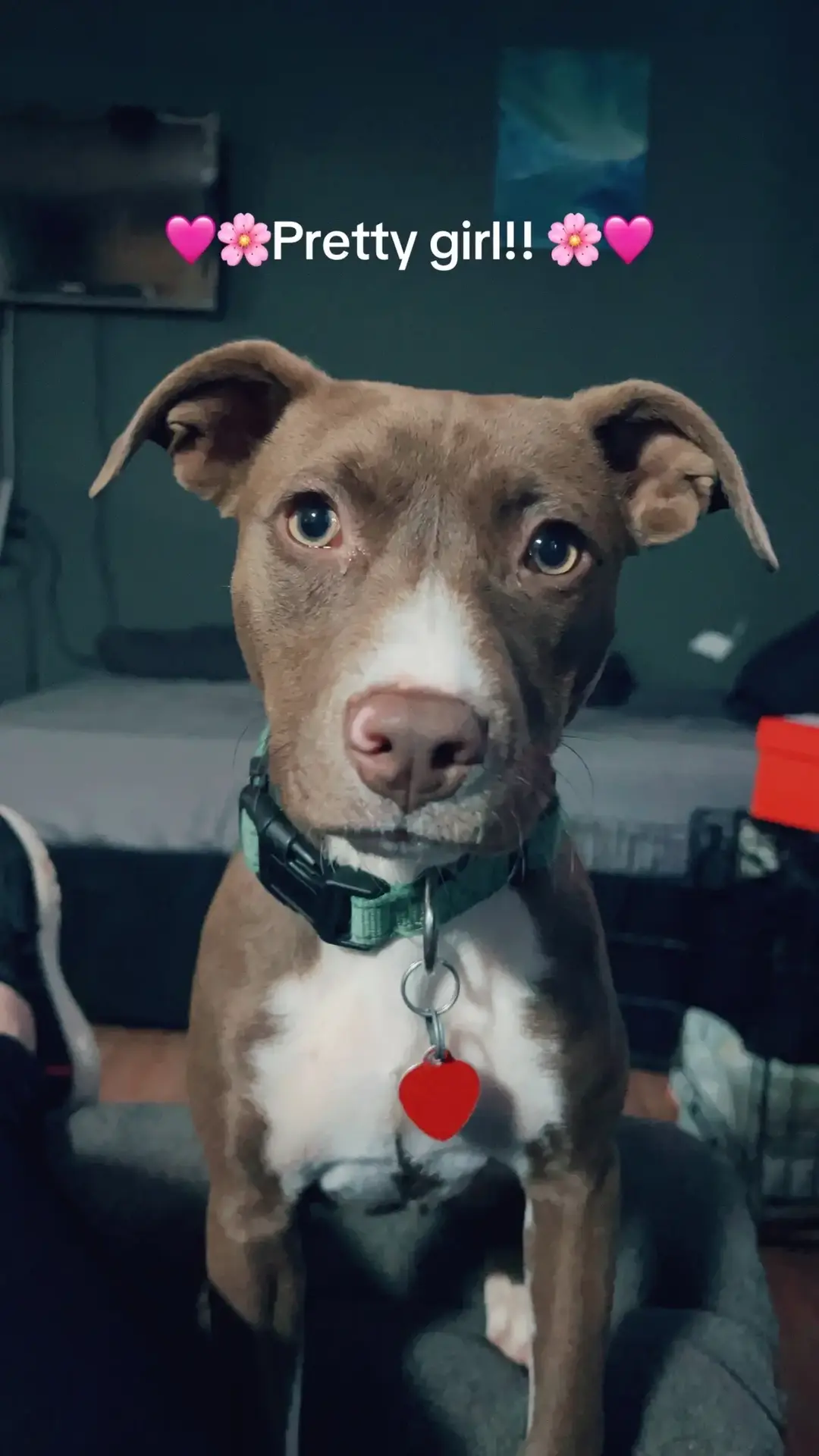 She’s such a pretty girl!! 🌸🩷 #cookie #dogsoftiktok #rednosepitbull 