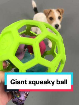 Lottie is pretty cute taking off and running around with this #dogtoy #dogagility #DogTraining #terrier #dogtrainingvideo #jrt #agility #agilitytraining 