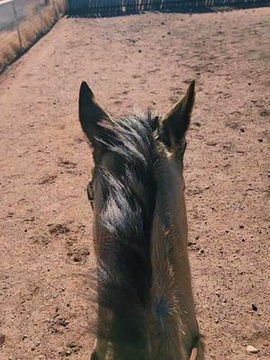 My first time taking Biscuit out in the arena #rockinkhorses #Biscuit #buckskinhorse #buckskinmare #problemhorse #horsetraining #arena #SpringervilleAZ #Arizona #azhorselife #random #randomvideo #FNX #FNXelite #fnxfit #fnxambassador #hygainfeeds 