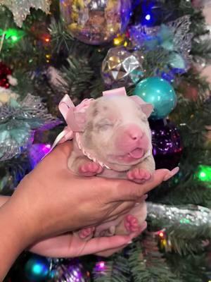 Mr.Gold X Pandora 🐶🐶 #pandora #perrito #cutepuppy #americanbully #americanbullypuppy #americanbullypocket #americanbullymerle #merlebully #merlepuppy #americanbullypocket #americanbullylover❤️ #newbornpuppies #bestbreed #cutebaby #cuteness #dreams #bestfriend 