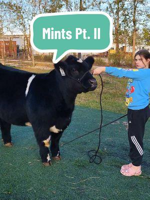 Followup to Mints in the show ring and how to use them inconspicuously! #HereWeGo #HeyYall #ShowSteersOfTikTok #FarmTok #FluffyCows #CattleHair #CowsOfTikTok #FWSSR #HLSR #ForYou #fyp #wwrshowteam #tutorial #tip #trick #showanimals #ShowSteer #showheifer #ShowCattle #ffa #showpig #4h #agteacher #showgoat #showlambs #ViralToday #fypシ゚viral #TxMajors2K25 #Crosby #CrosbyTX Show Steer Show Steers Show Cattle