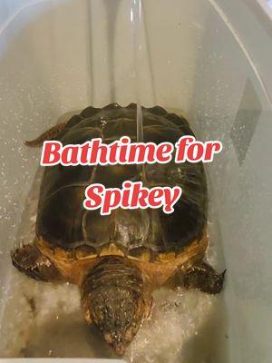 Spa day for Spikey!Bath & scrub. Next video is her massage 🐢 #LIVEhighlights #TikTokLIVE #LIVE #bathtime #nestingbox #gravid #reptile #snappingturtle #chelydraserpentina #dinosaur #spikey #fypシ 