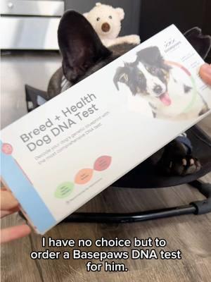 My dog Bruno is convinced he’s a human baby, so I had no choice but to order a #Basepaws DNA test to uncover the truth. It’s going to be an emotional rollercoaster for him Want to uncover your dog's secrets too? 🐶 Shop now and make this the gift that keeps on giving—for you and your furry best friend. @Basepaws - Pet DNA Tests  #basepaws #dogdnatest #basepawsDNAtest #petlongevity #doghealth #doggenetics #ad 