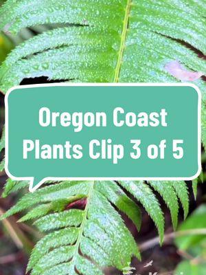 Clip 3 of 5: The Oregon Coast is a treasure, but many times we walk right past the beautiful plants that give so much to the cherished atmosphere. In this Guided Nature Connection experience, we'll take a closer look at the Plants of the Oregon Coast. Filmed at Oswald West State Park near Cannon Beach, Oregon. #kessiworld #natureconnect #mystictiktok #naturetiktok #naturemeditation #natureconnection