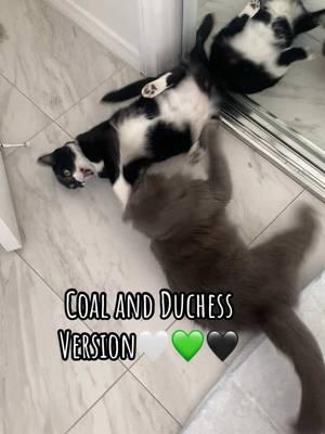 Coal andDuchess version of  loathing! ##loathingwicked##elphabaandglenda##wickedloathing##catfight##tuxedokitten##nebelungcat